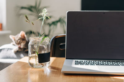 Close-up of plant in jar by laptop