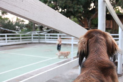 Woman standing on tree trunk