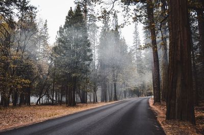 Road amidst trees in forest during winter