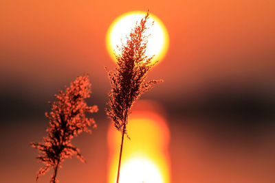 Close-up of silhouette plant against orange sun