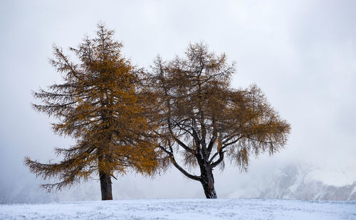 Trees on snow covered field against sky