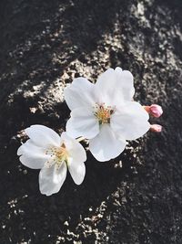 Close-up of white flower