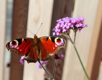 Close-up of butterfly pollinating on purple flower