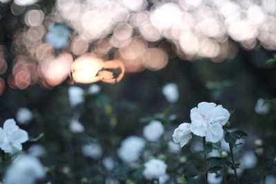 Close-up of white flowers