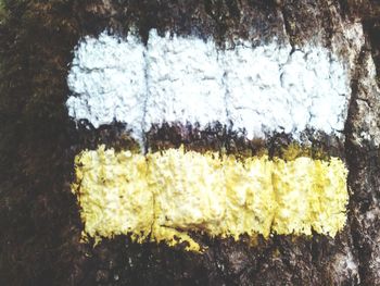 Close-up of white flowers