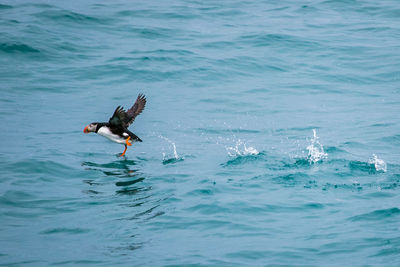 Bird swimming over sea