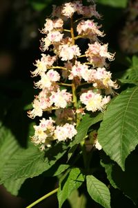 Close-up of flowers