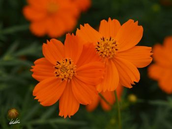 Close-up of orange flower blooming outdoors