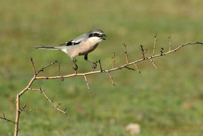 Close-up of bird perching on branch