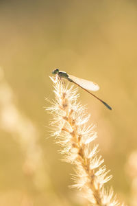 Close-up of insect on flower