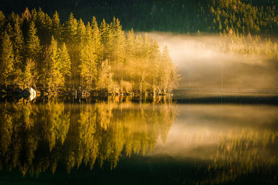 Reflection of trees in lake at night