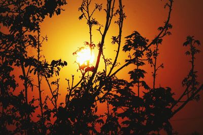 Trees against sky during sunset