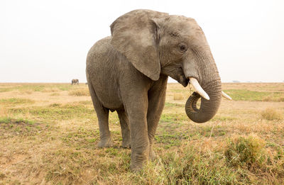 Elephant on landscape against clear sky