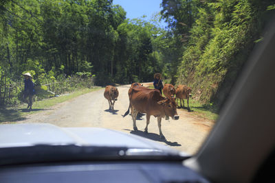 Farmers with domestic cattle on road seen through windshield