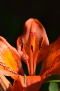 Close-up of orange rose