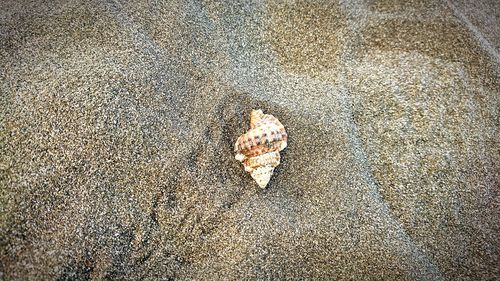 Close-up of seashell on beach