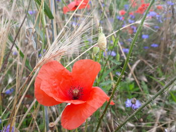 Close-up of red poppy flower on field