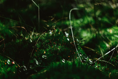 Close-up of wet grass growing on field