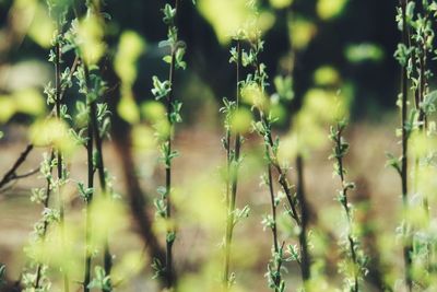 Close-up of flowering plants on field