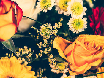 Close-up of rose plant