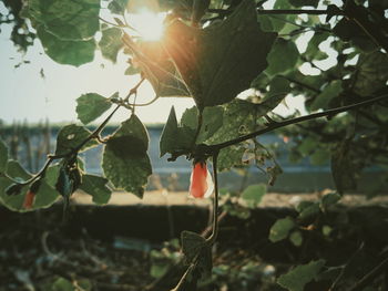 Close-up of red flowers against sky