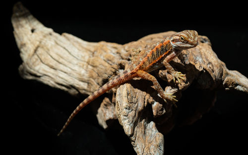 Close-up of lizard on wood