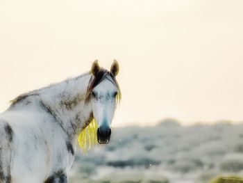 Horse standing in the background