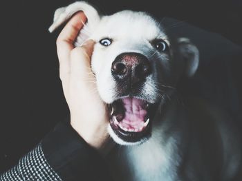 Close-up portrait of dog sticking out tongue