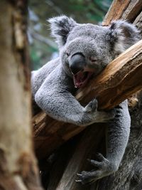 Close-up of sleepy koala on tree trunk