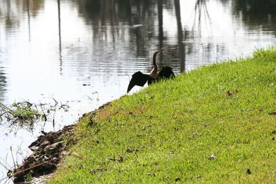 Ducks on lake