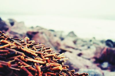 Stack of firewood