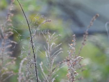Close-up of plant on field