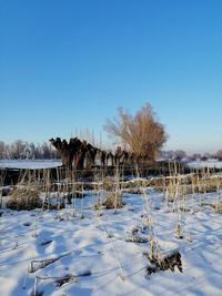 Trees on snow covered field against clear sky