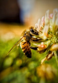 Close-up of bee pollinating on flower
