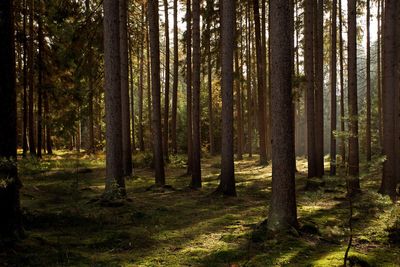 Pine trees in forest