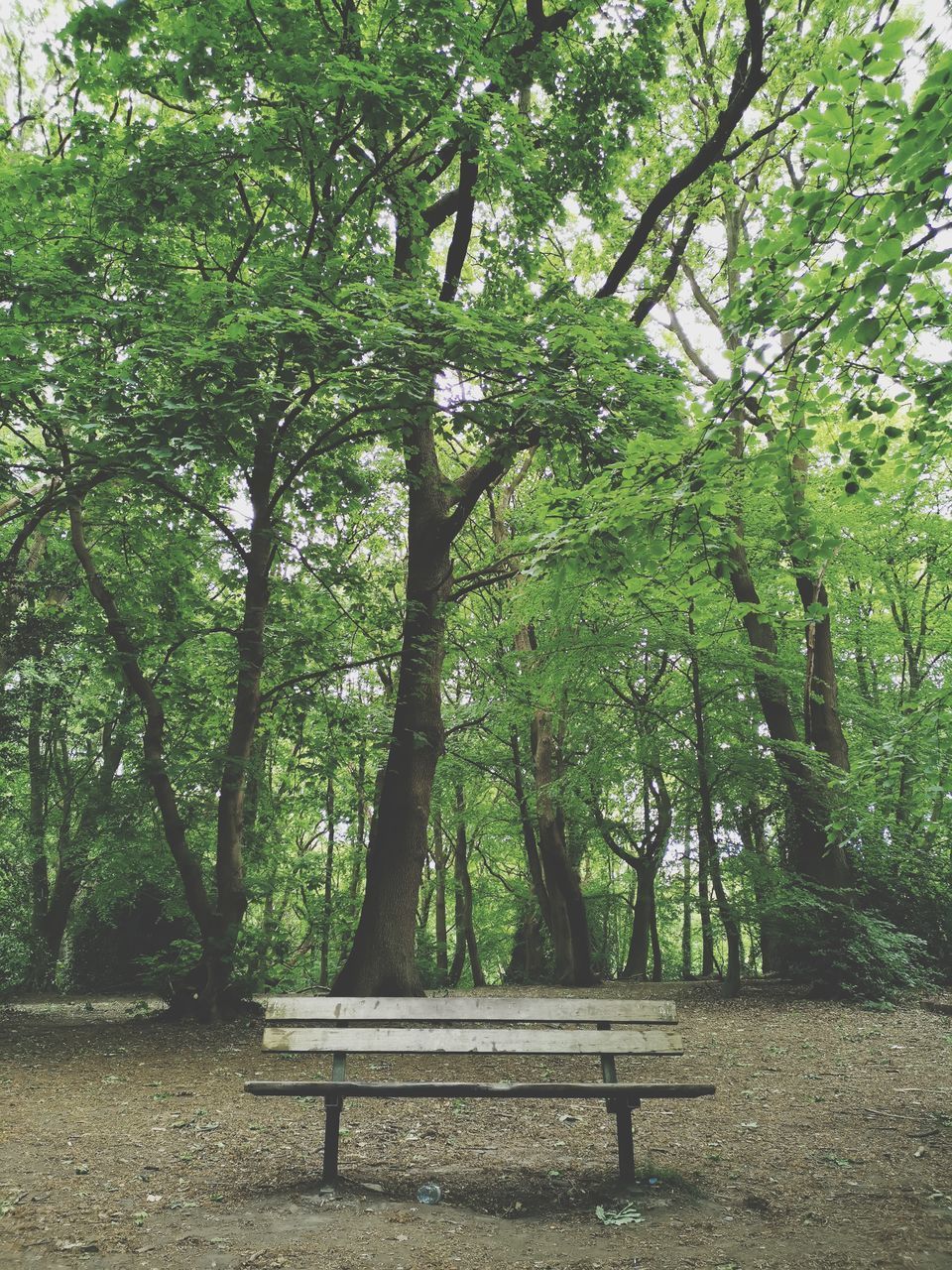 BENCH IN PARK