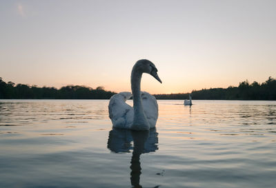 Swan swimming in a lake