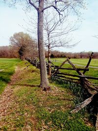 Bare trees on field against sky