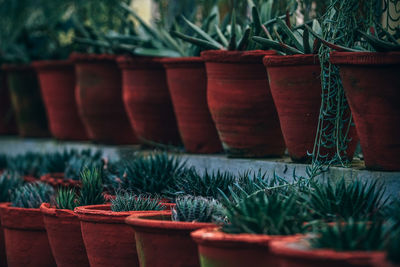 Close-up of potted plants