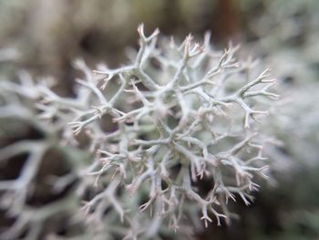 Close-up of cactus plant