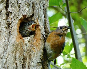 Feeding her brood-  eastern bluebird female and chick in nest in tree trunk. 