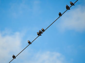 Low angle view of birds on cable against sky