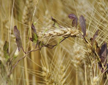 Close-up of wheat growing on field