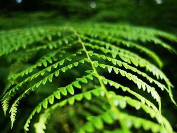 Close-up of fern leaves