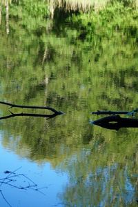 Reflection of trees in water
