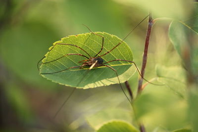 Close-up of insect on leaf