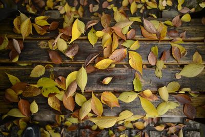 Close-up of autumn leaves on wood