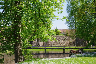 Plants and trees by lake against the sky