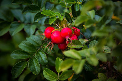 Close-up of radish growing on plant