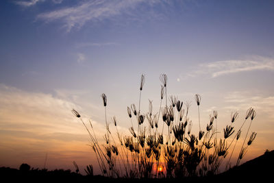 Low angle view of silhouette plants on field against sky during sunset
